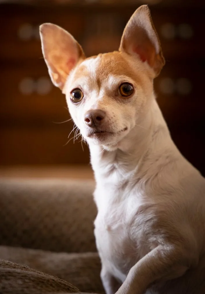 Na Sinagoga, Cães Não São Admitidos
