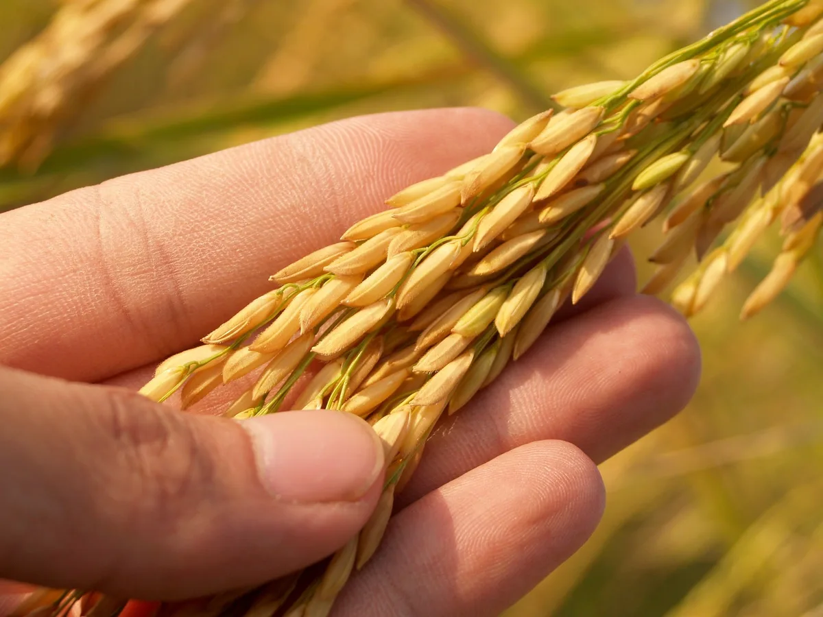 O Amor Entre os Irmãos e a Plantação de Arroz