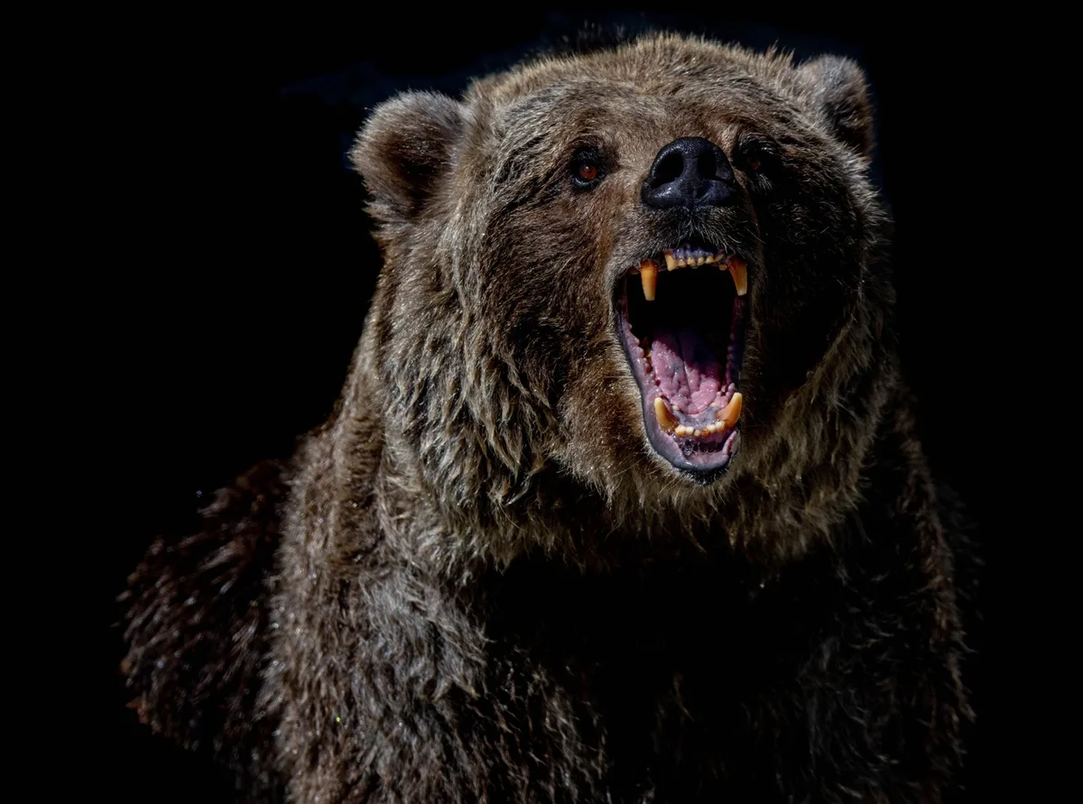 O Rabino, o Padre, o Pastor e o Urso